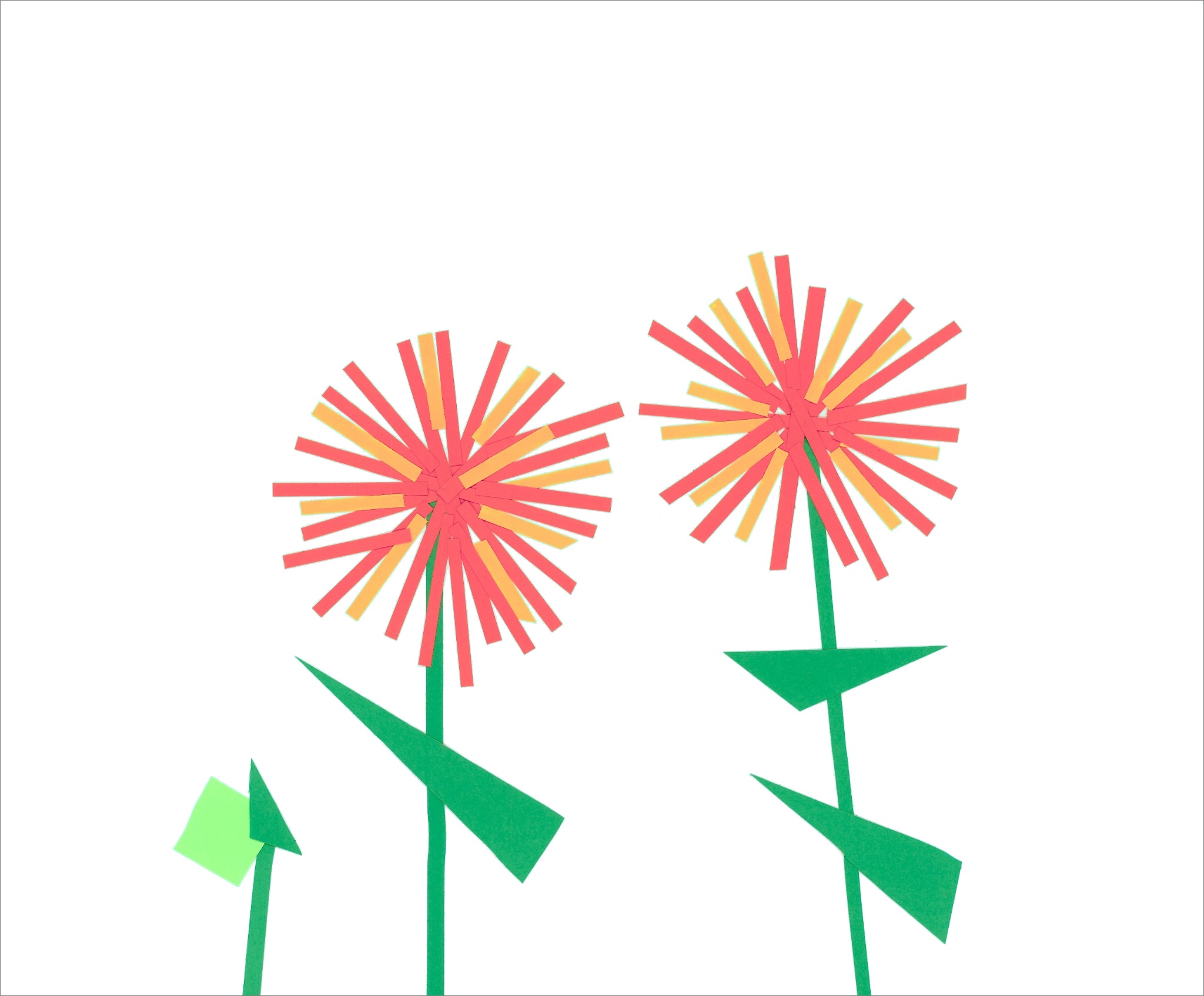 Dahlias